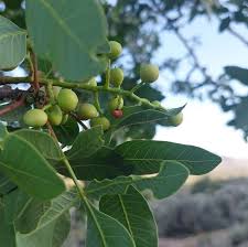 خرید پسته کوهی